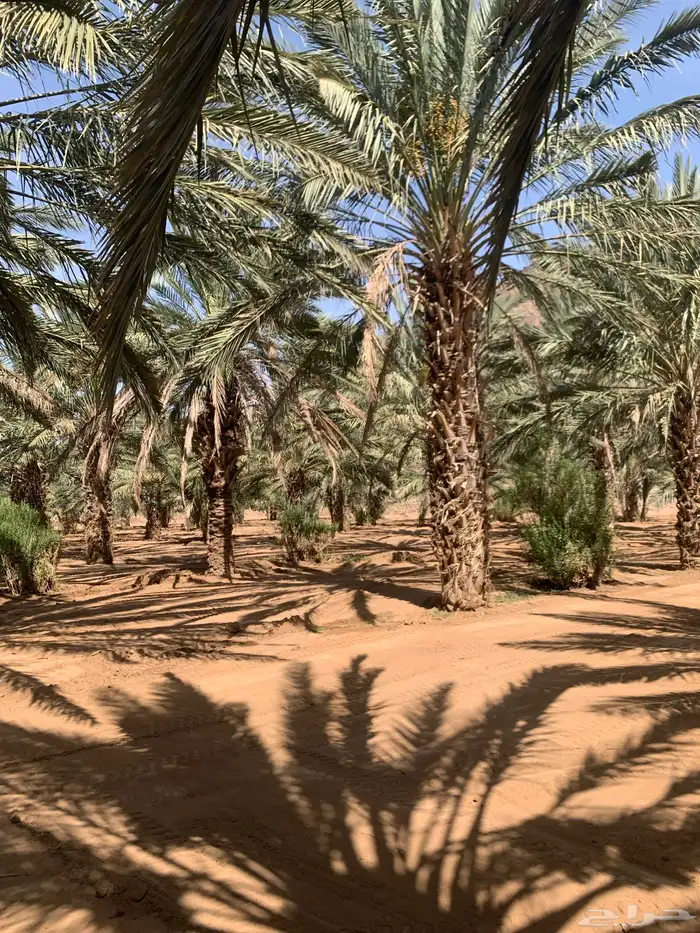 نخل متلبن من ثلاثه متر الى الربعه متر 0