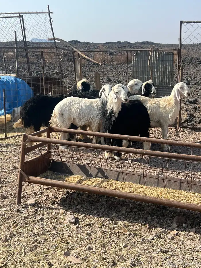 طليان نجد جبره 3