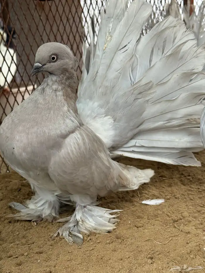 مجموعة رقاص أمريكي استاندر 15