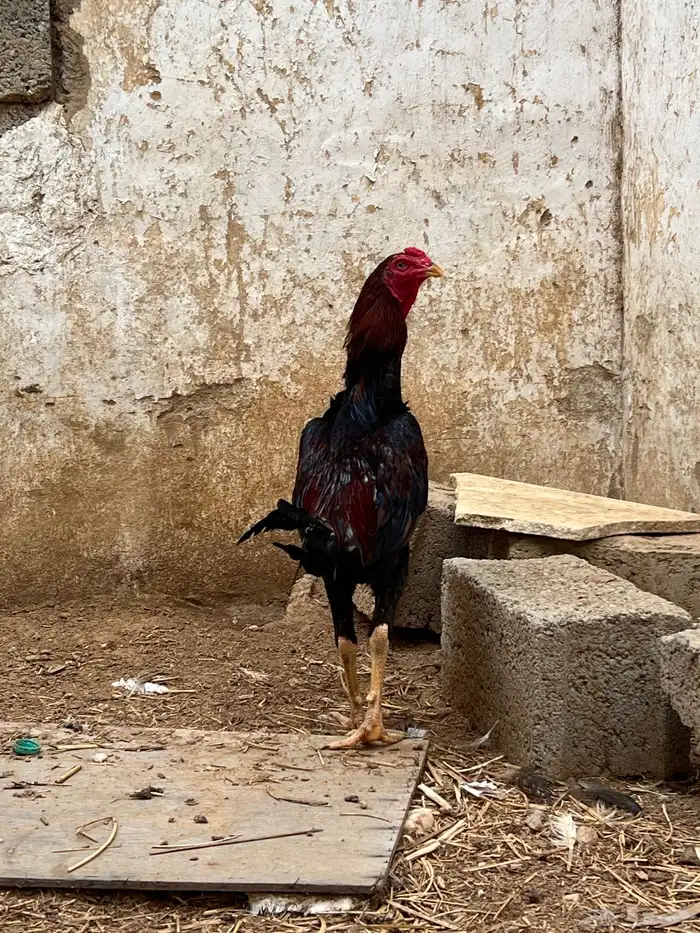 دجاج باكستاني 3