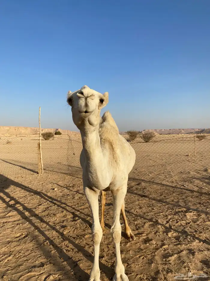 بكره عمرها سنه ونص 4