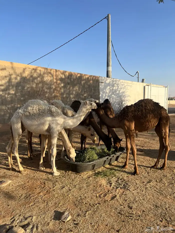 حشو للبيع 0