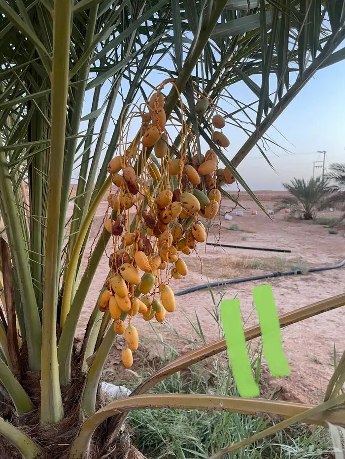 نخل نقايل عدد 16 بدون مقابل 24