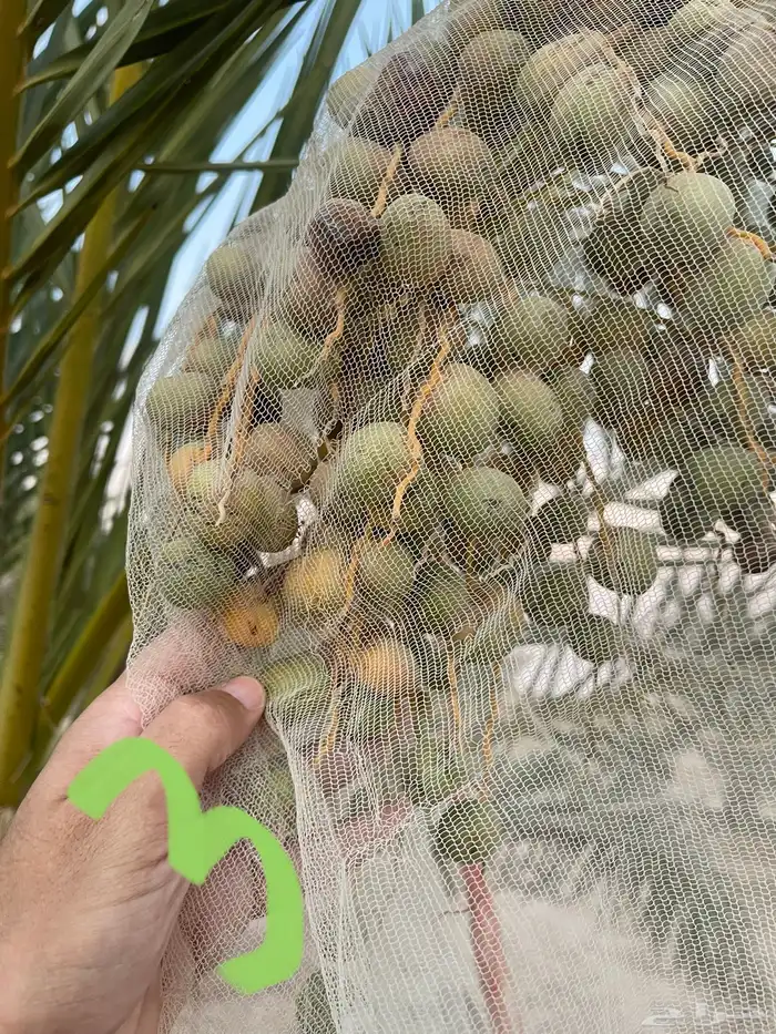 نخل نقايل عدد 16 بدون مقابل 6
