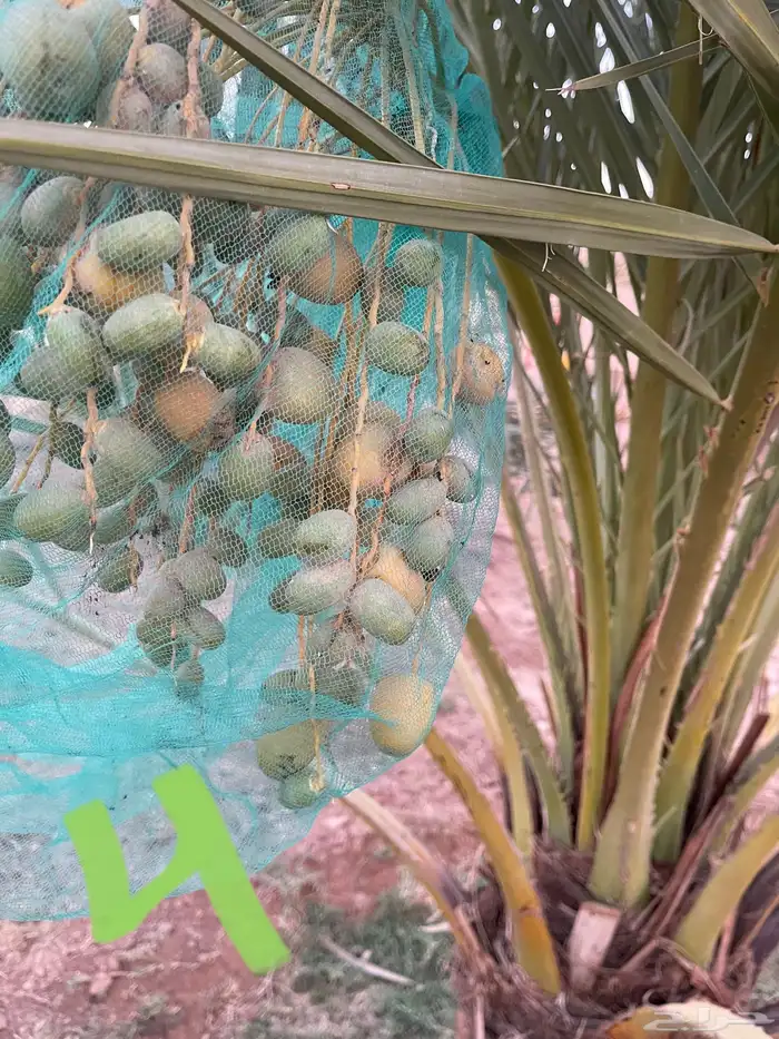 نخل نقايل عدد 16 بدون مقابل 8