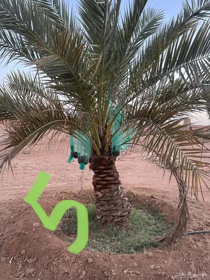 نخل نقايل عدد 16 بدون مقابل 9