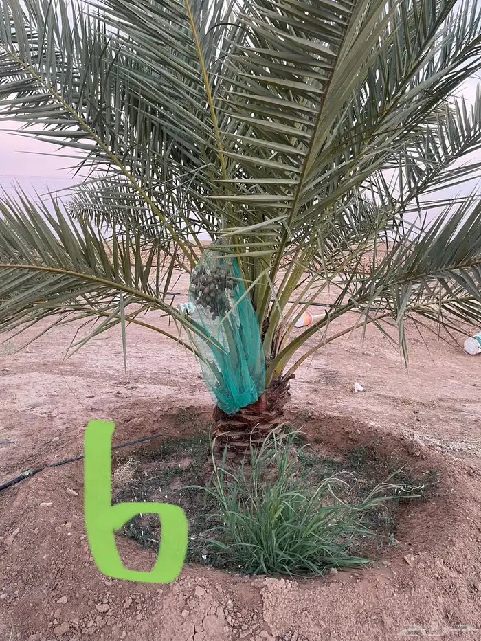 نخل نقايل عدد 16 بدون مقابل 11