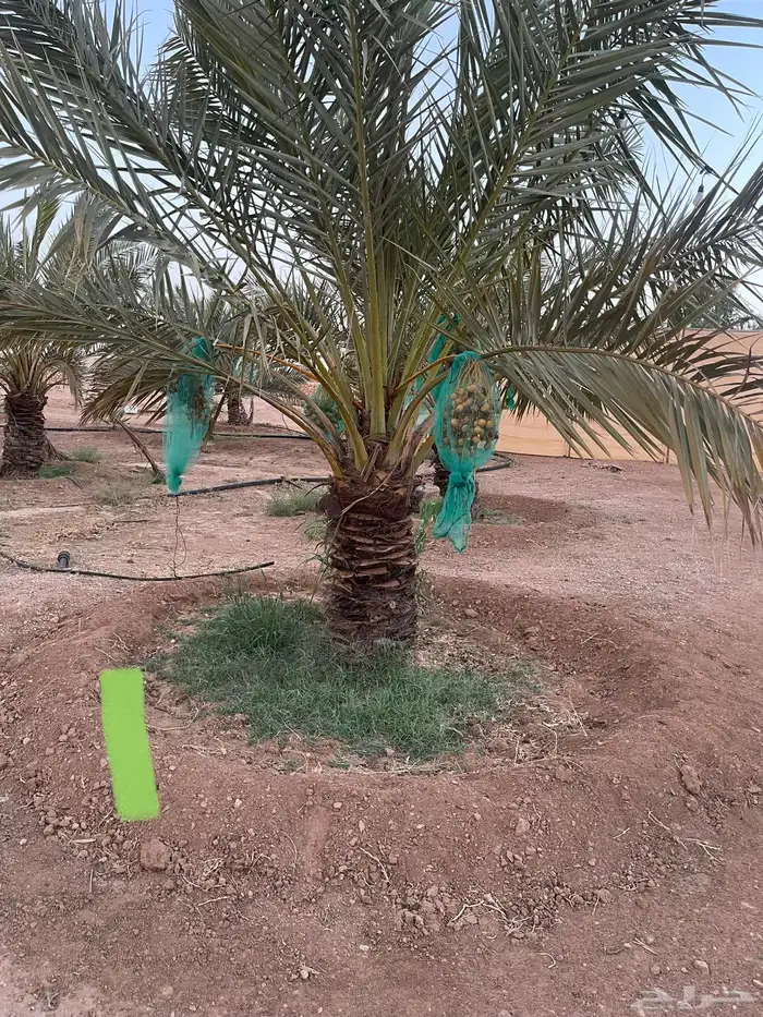 نخل نقايل عدد 16 بدون مقابل 0
