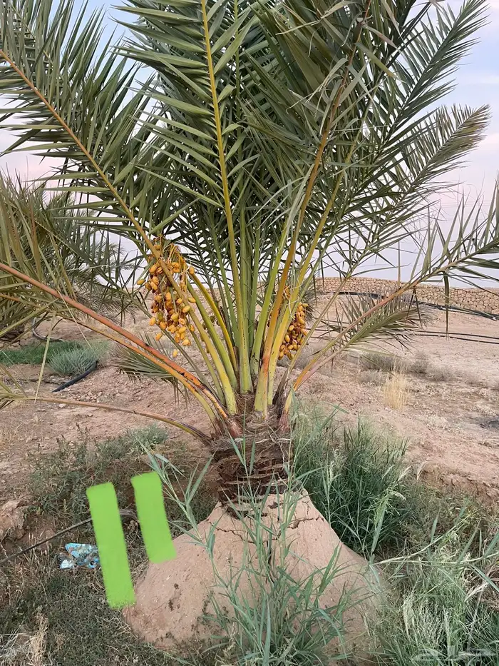 نخل نقايل عدد 16 بدون مقابل 23