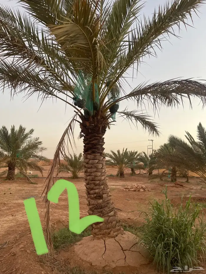 نخل نقايل عدد 16 بدون مقابل 26