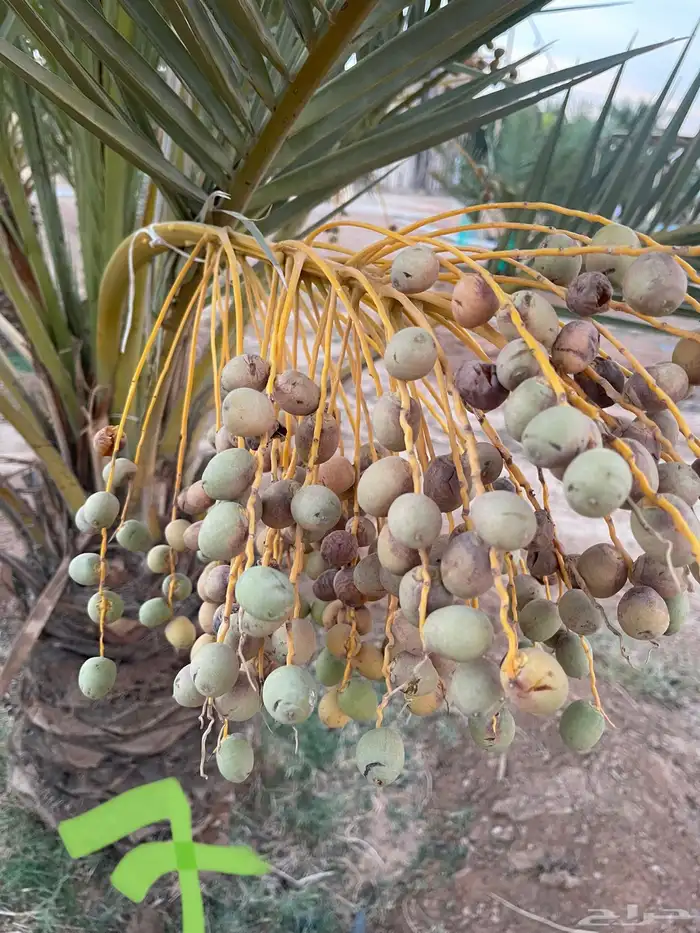 نخل نقايل عدد 16 بدون مقابل 14