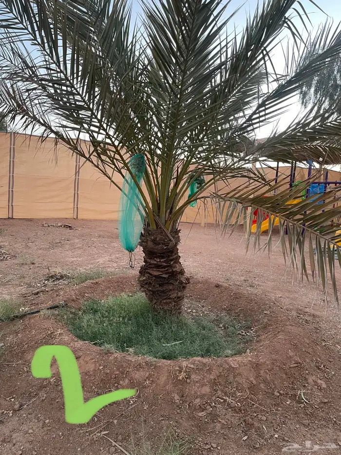 نخل نقايل عدد 16 بدون مقابل 2