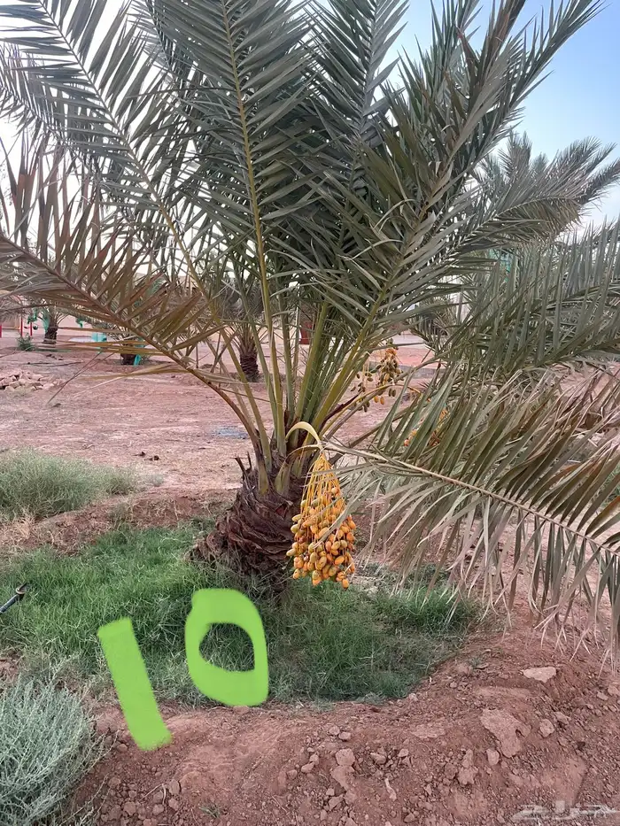 نخل نقايل عدد 16 بدون مقابل 21