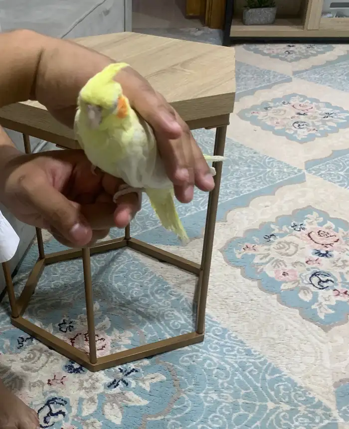 كروان اليف 1