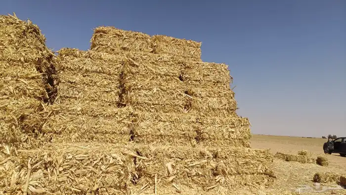 ذره صفر ا شد ويلجر 1