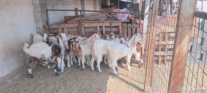 المدينه ابيار الماشي 2