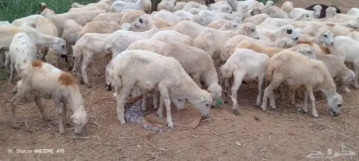 رخال رفيدي من 440 ريال 3