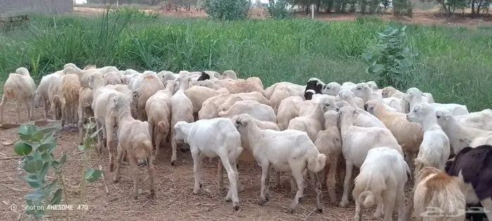 رخال رفيدي من 440 ريال 1
