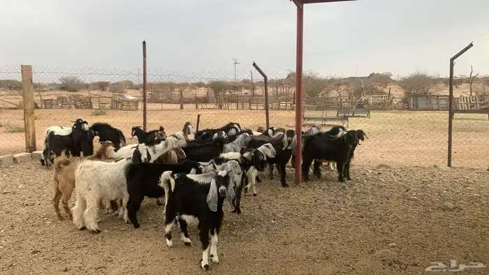 للبيع تيوس كفوور مغلقه مشروطه العدد 34 8