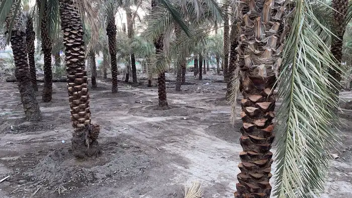 صيانة وتنظيف المزارع 31