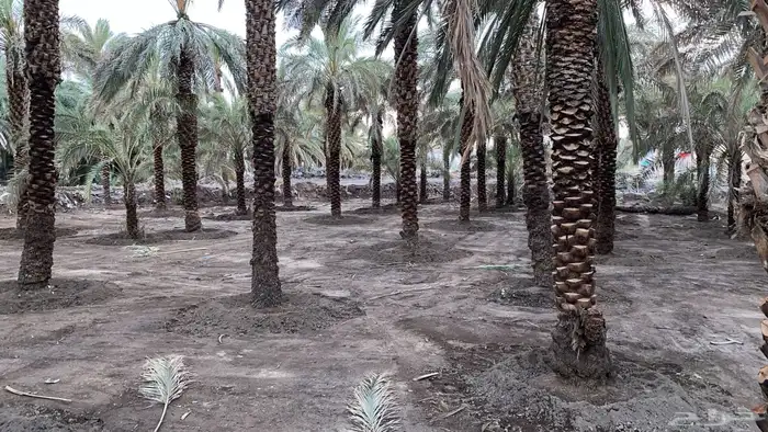 صيانة وتنظيف المزارع 30