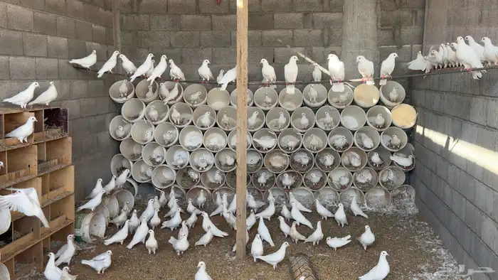 المشاعله حمام فرنسي مع فروخ زغاليل غير مفروز حوالي 50 جوز 0