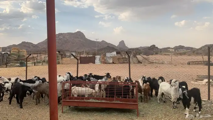 للبيع تيوس كفوور مغلقه مشروطه العدد 34 5