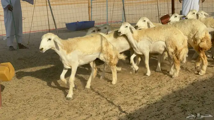 رخال حريات حرش مضاريع 3
