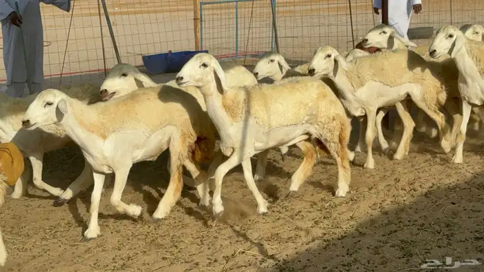 رخال حريات حرش مضاريع 2