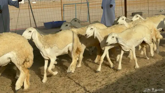 رخال حريات حرش مضاريع 5