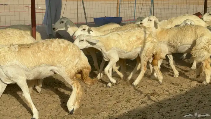 رخال حريات حرش مضاريع 6