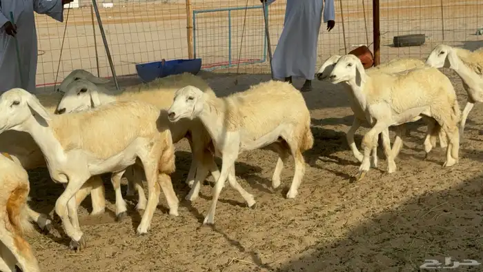 رخال حريات حرش مضاريع 4