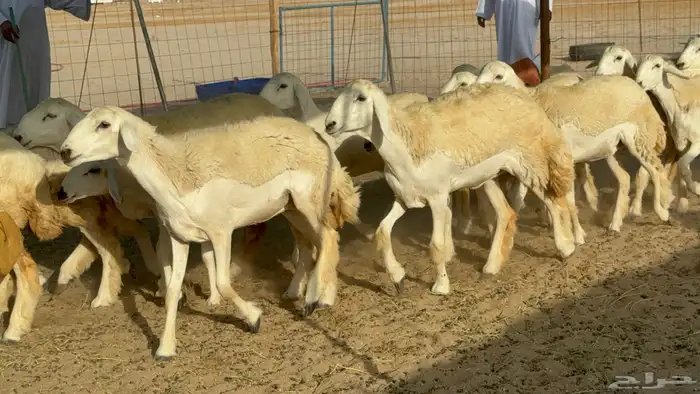 رخال حريات حرش مضاريع 1