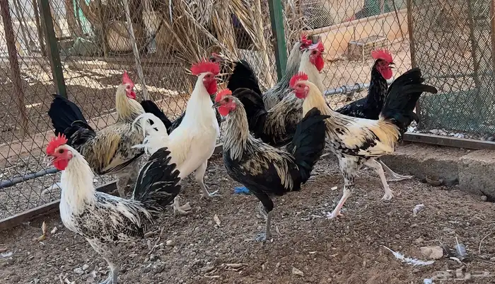 ديوك بلدي 0