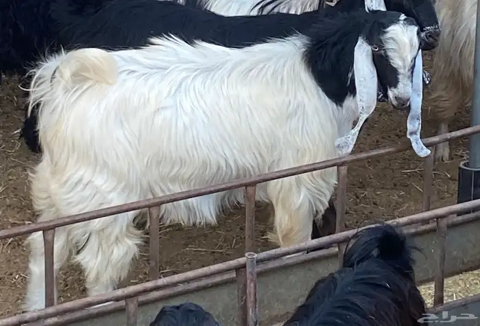 ماعز للبيع 6