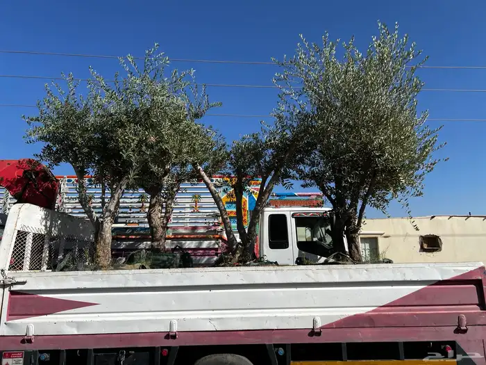 زيتون مراكن معمر 4