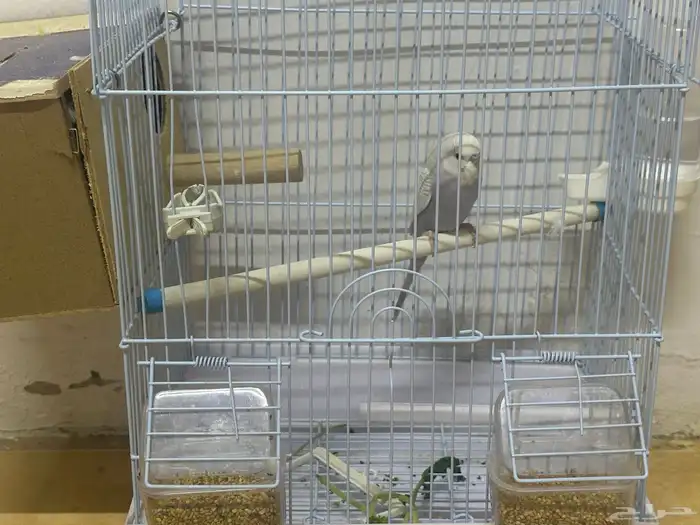 عصفور الباجي صغيره في العمر مع شمل الأغراض أليف 0