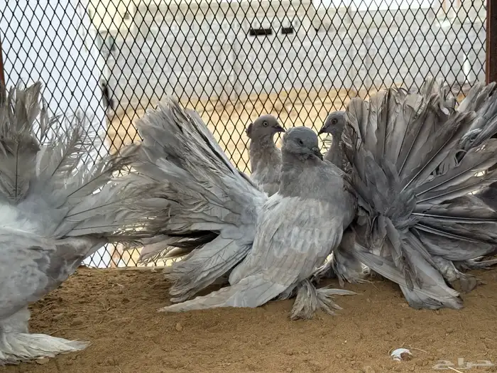 مجموعة رقاص أمريكي استاندر 11