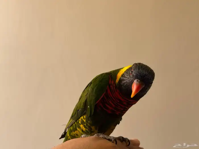 بغباء اللوري 6