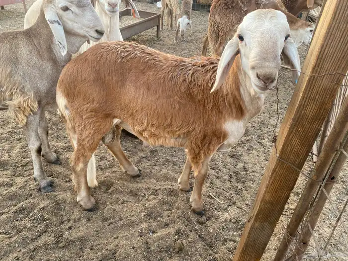 طليان سواكني حمرية مرابي 2