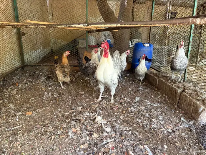 دجاج فيومي 1