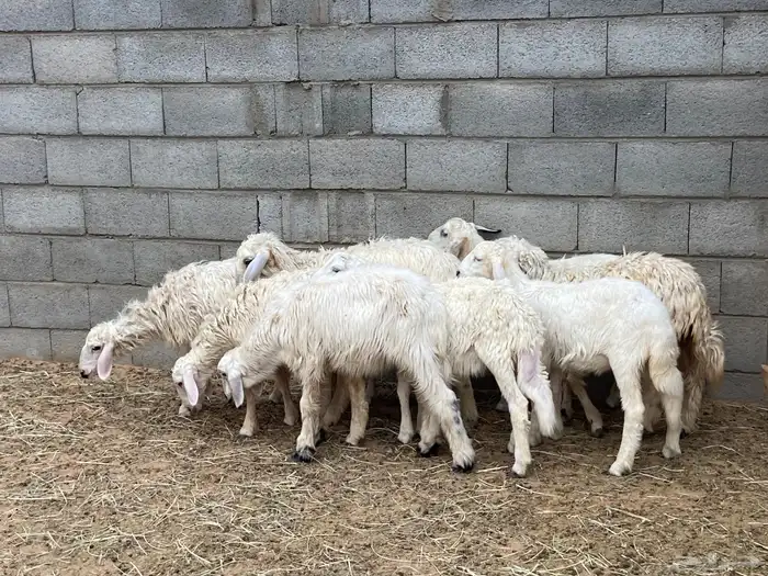 ثلاثه خرفان وست رخال بلديه 4
