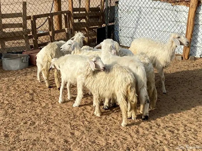 ثلاثه خرفان وست رخال بلديه 2