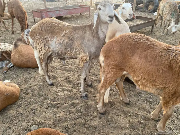 طليان سواكني حمرية مرابي 1