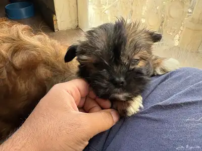 جرو شيتزو (Shih tzu) عمر 3 شهور index