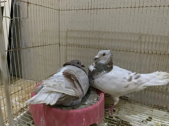 جوز زاجل معه فرخ 2