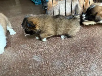 جرو شيتزو (Shih tzu) عمر 3 شهور index