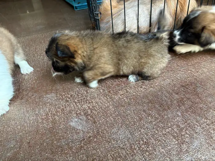 جرو شيتزو (Shih tzu) عمر 3 شهور 3
