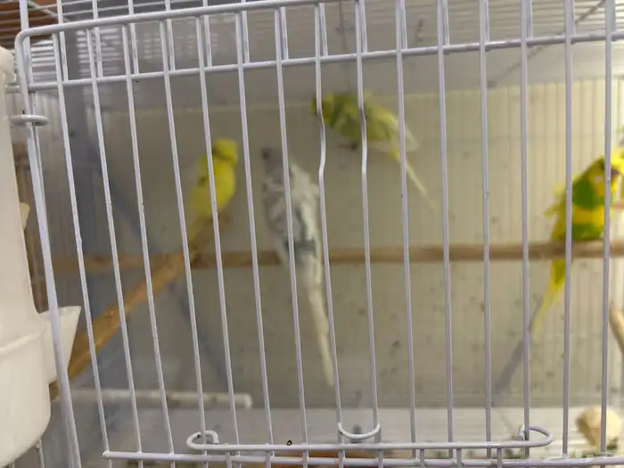 هوقو ذكور بالغه جاهزه الانتاج 2