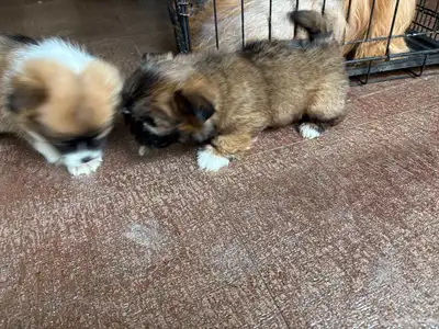 جرو شيتزو (Shih tzu) عمر 3 شهور index